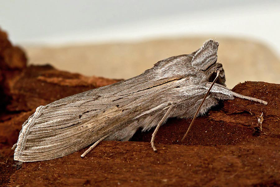 Riconoscimento Noctuidae - Cucullia calendulae